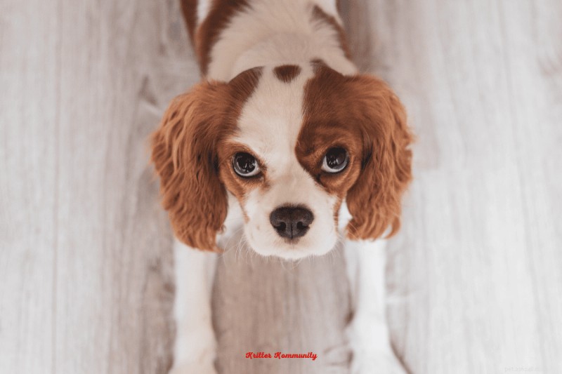 猫と仲良くなれるトップの犬種:毛皮で覆われた完璧なパートナーを見つける 