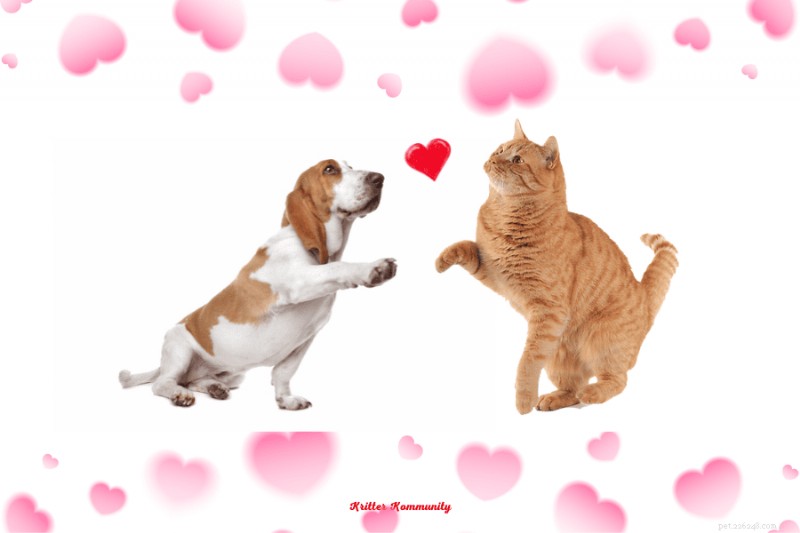 猫と仲良くなれるトップの犬種:毛皮で覆われた完璧なパートナーを見つける 