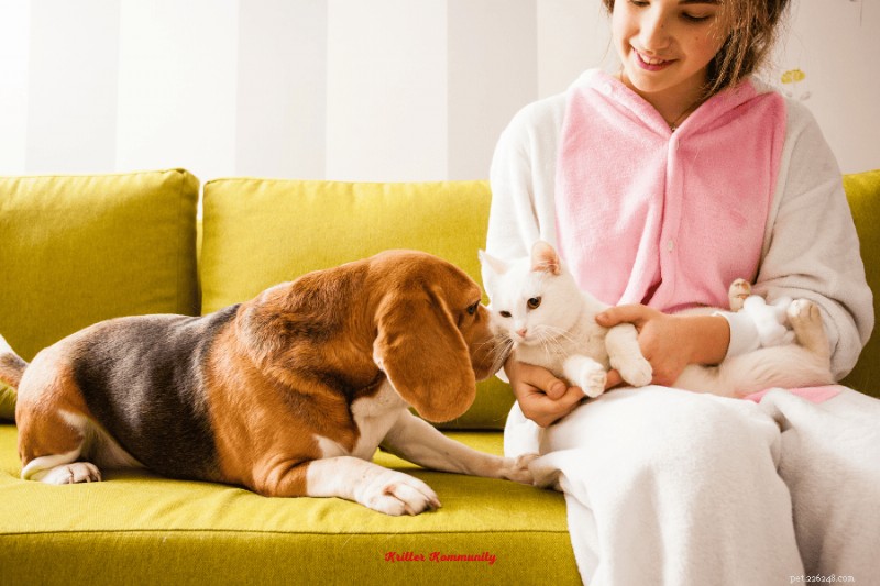 猫と仲良くなれるトップの犬種:毛皮で覆われた完璧なパートナーを見つける 