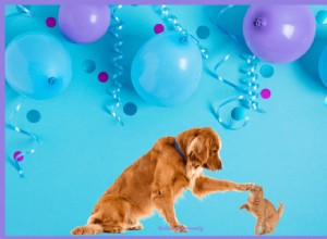 Top Pet Party Decorations & Favors for an Unforgettable Celebration