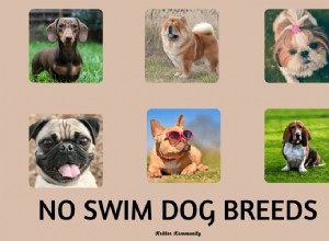 Dog Breeds That Prefer Land Over Water: Why Some Pups Avoid Swimming