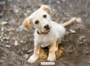 Dogs  Endearing Reactions to Unexpected Sounds