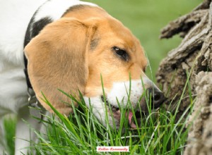 Why Do Dogs Eat Grass? Understanding the Behavior & When to Act