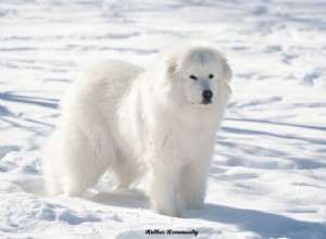 Great Pyrenees: The Gentle Giant That Protects and Loves