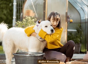 Dog-Friendly Landscaping: Create a Safe & Beautiful Yard for Your Furry Friend