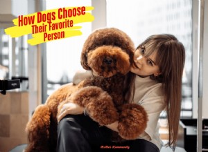 Why Dogs Favor Certain People: Understanding Canine Attachment