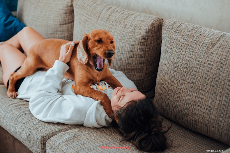 Por que os cães favorecem certas pessoas:entendendo o apego canino 