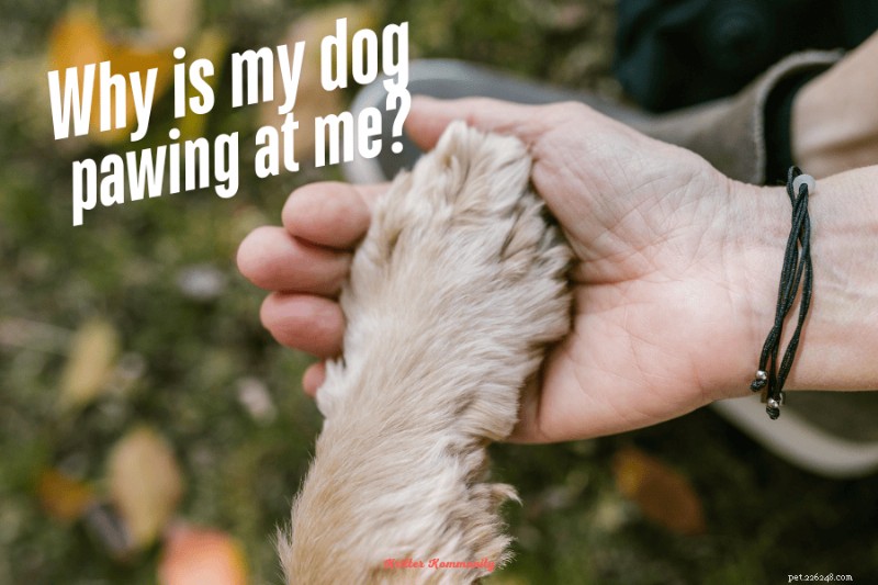 O que realmente significa a pata do seu cachorro:sinais e soluções 
