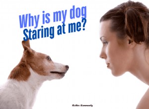 Why Dogs Stare at You: The Science Behind Their Intense Gaze