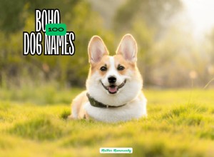 100 Boho Dog Names for Free‑Spirited, Earth‑Loving Pups