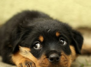 Understanding Why Dogs Give the Side Eye: Signs of Stress, Anxiety, and Discomfort