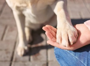 What Does It Mean When a Dog Places Its Paw on You? Understanding Their Behavior