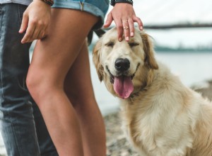 Why Dogs Love to Be Petted: The Science Behind Their Joy