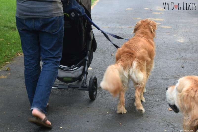 Barnvagnspromenader med din baby och hund:enkla träningstips 