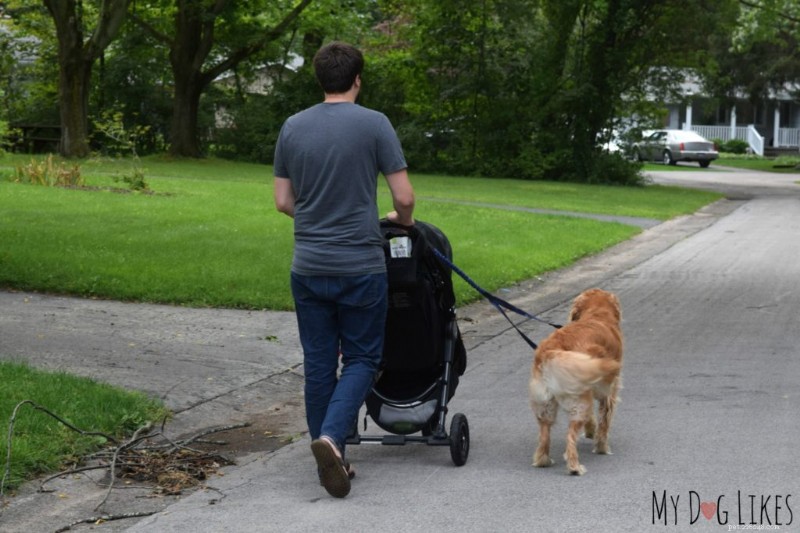 Barnvagnspromenader med din baby och hund:enkla träningstips 
