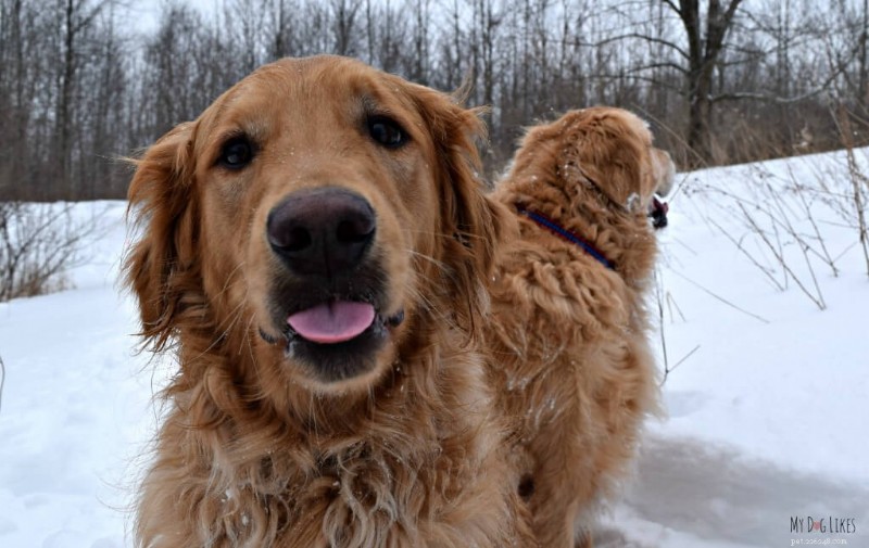 Dognition:Lås upp din hunds sinne för ett starkare band 