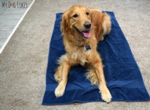 Master the Place Command: Train Your Dog to Sit, Stay, and Settle Calmly