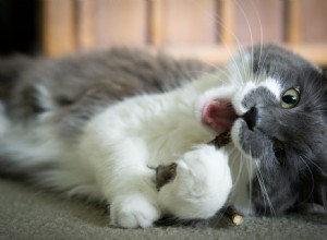 Top Cat Dental Treats for Strong, Healthy Teeth