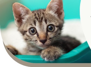 Expert Guide to Cat Hairballs: Prevention, Treatments & Risks
