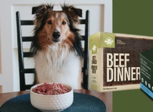 Top Raw Dog Food in Canada: A Trusted Guide for Pet Parents