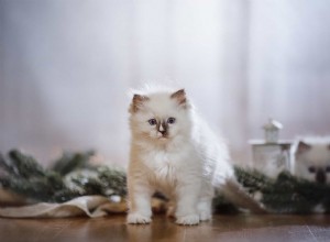 Top Cat Breeds for Every Lifestyle: Expert Guide to Finding Your Perfect Feline Companion