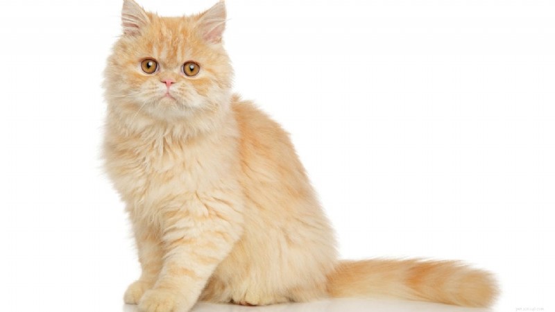 Bästa kattraser för alla livsstilar:Expertguide för att hitta din perfekta kattkamrat 