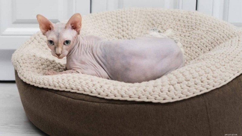 Bästa kattraser för alla livsstilar:Expertguide för att hitta din perfekta kattkamrat 
