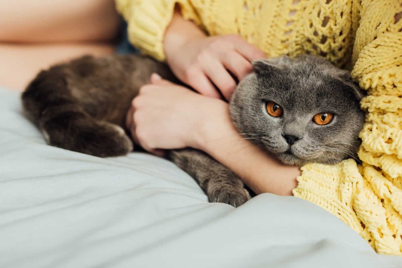 Bästa kattraser för alla livsstilar:Expertguide för att hitta din perfekta kattkamrat 