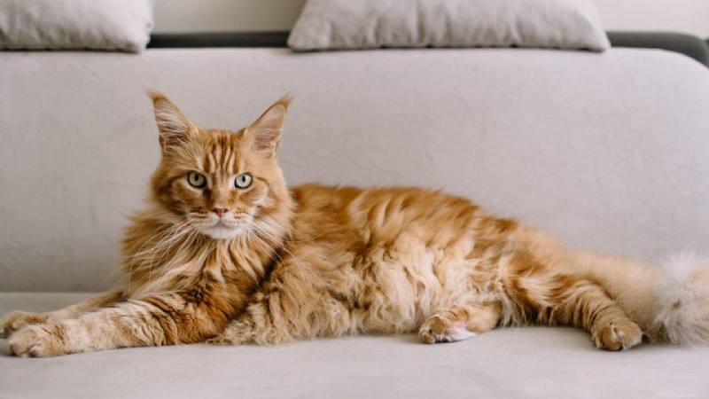 Bästa kattraser för alla livsstilar:Expertguide för att hitta din perfekta kattkamrat 