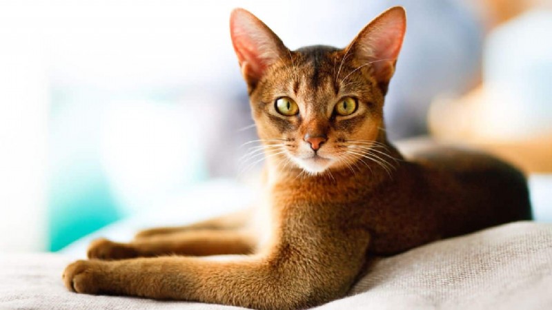 Bästa kattraser för alla livsstilar:Expertguide för att hitta din perfekta kattkamrat 