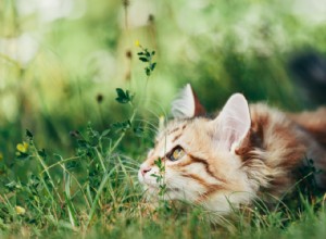 Why Do Cats Have Whiskers? + 50 Essential Kitten Questions Answered