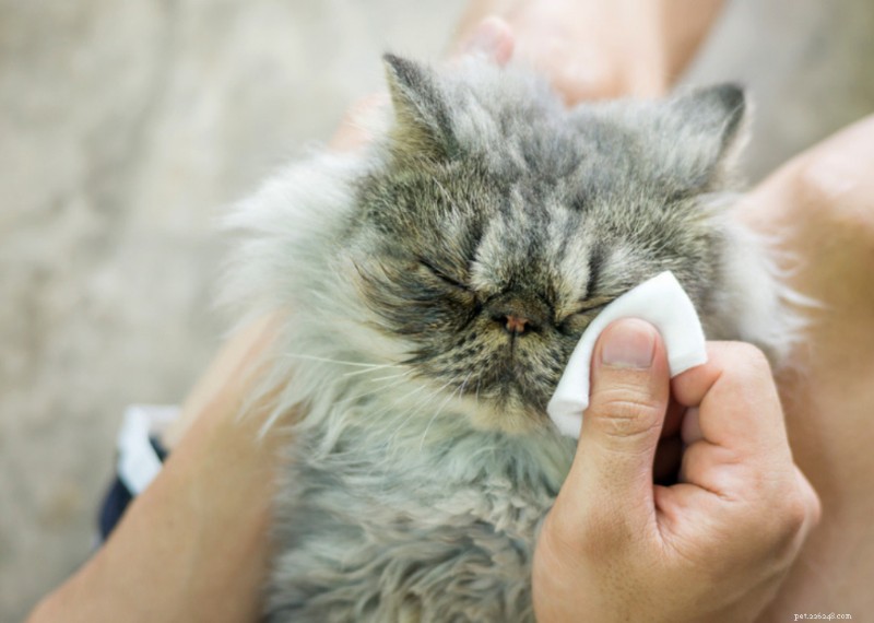 Varför har katter morrhår? + 50 viktiga frågor om kattungar besvarade 