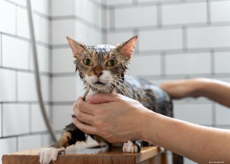 Varför har katter morrhår? + 50 viktiga frågor om kattungar besvarade 
