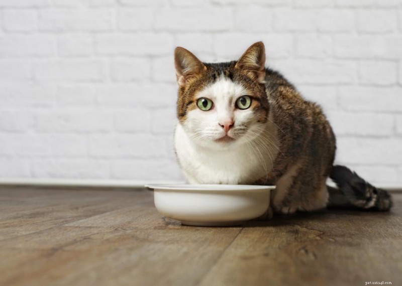 Varför har katter morrhår? + 50 viktiga frågor om kattungar besvarade 