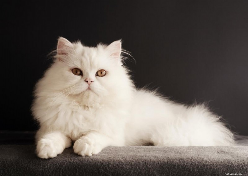 Varför har katter morrhår? + 50 viktiga frågor om kattungar besvarade 