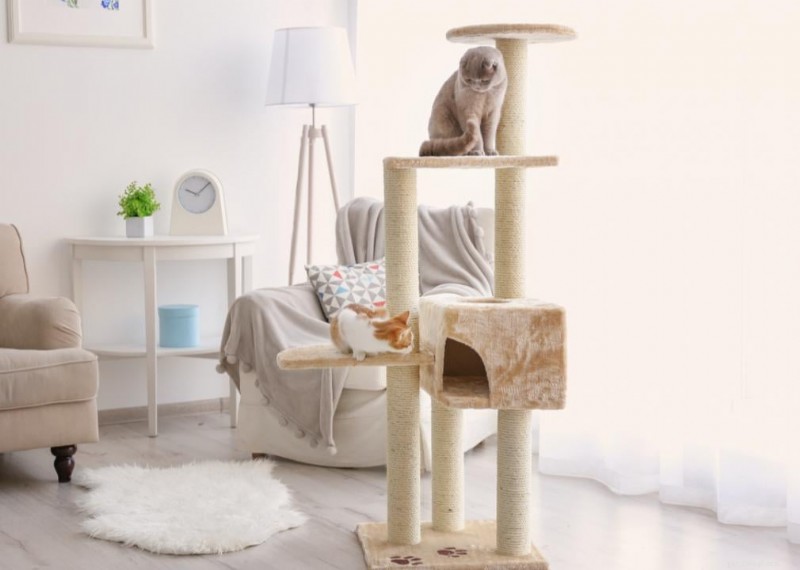 Varför har katter morrhår? + 50 viktiga frågor om kattungar besvarade 