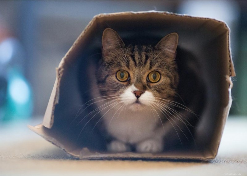 Varför har katter morrhår? + 50 viktiga frågor om kattungar besvarade 