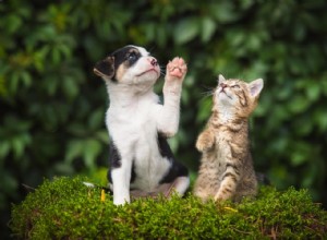 30 Surprising Similarities Between Cats and Dogs