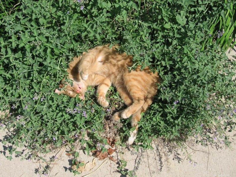 30 överraskande likheter mellan katter och hundar 