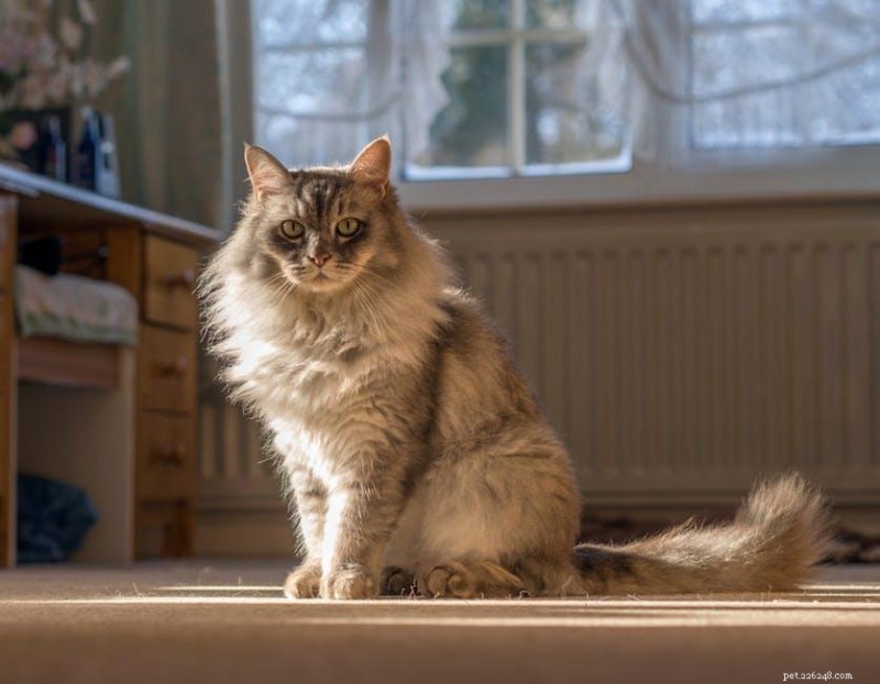 30 överraskande likheter mellan katter och hundar 