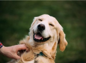 Revolutionary Findings on Pet Evolution and Behavior