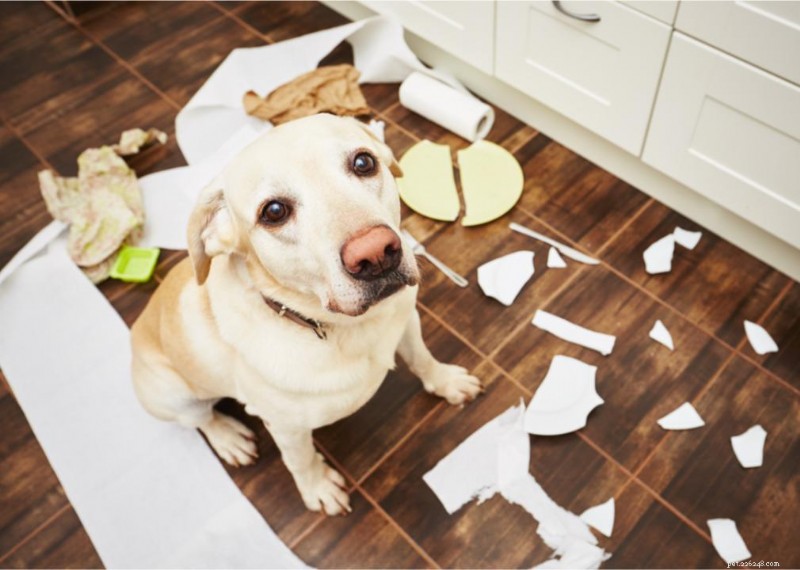Revolutionära rön om husdjurs evolution och beteende 