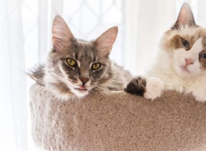 18 Key Differences Between Ragdoll and Maine Coon Cats – What Sets Them Apart