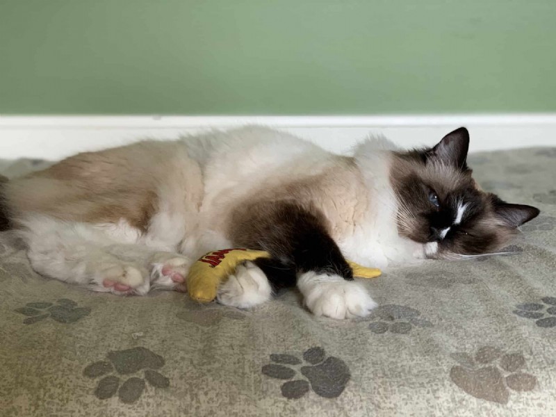 래그돌 고양이와 메인쿤 고양이의 18가지 주요 차이점 - 차이점 