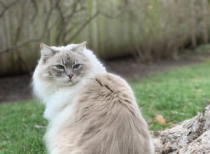 Top 10 Ragdoll Cat Names for 2023 – Stylish & Memorable