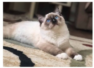 Ragdoll Cats: From Kittens to Adults – A Journey of Stunning Coat Development
