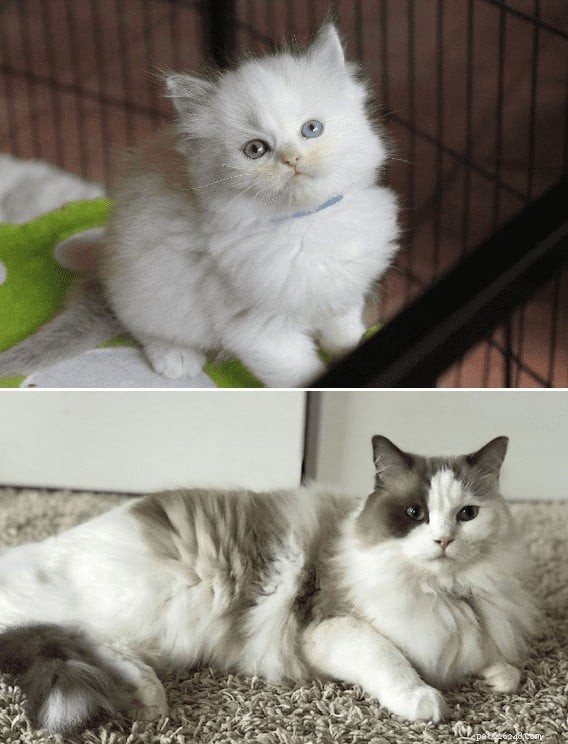 랙돌 고양이:새끼 고양이부터 어른까지 - 놀라운 코트 개발의 여정 