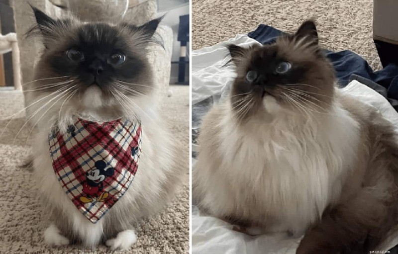 Gatos Ragdoll Munchkin:o que faz este cruzamento único se destacar 