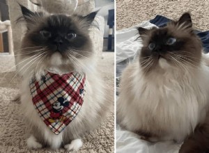 Ragdoll Munchkin Cats: What Makes This Unique Crossbreed Stand Out