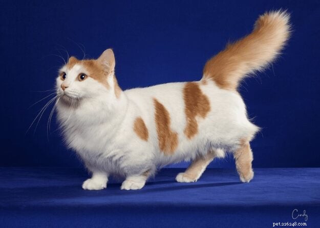 Gatos Ragdoll Munchkin:o que faz este cruzamento único se destacar 